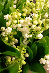 photo d'un brin de muguet