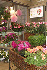 Compositions florales et fleurs